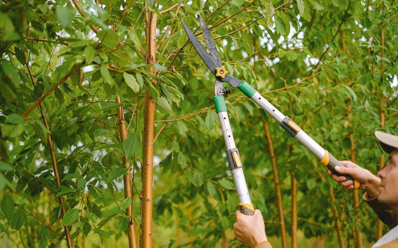 Tree trimming in Saint Marys, AK